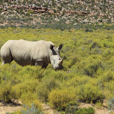 Help Save Rhinos and Win