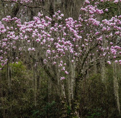 Magnolia & Spanish Moss on Avery Island, Louisiana