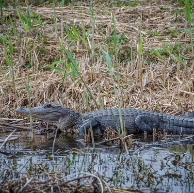 27 Gators: Wildlife Spotting In Southern Louisiana