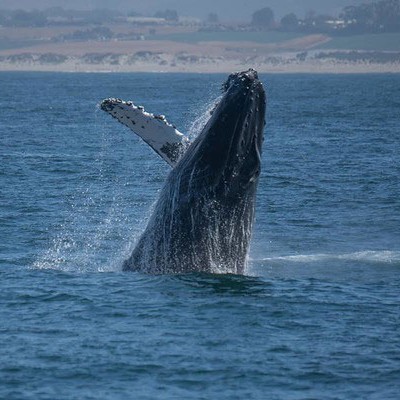 Humpback Whale Watching in Monterey Bay, California