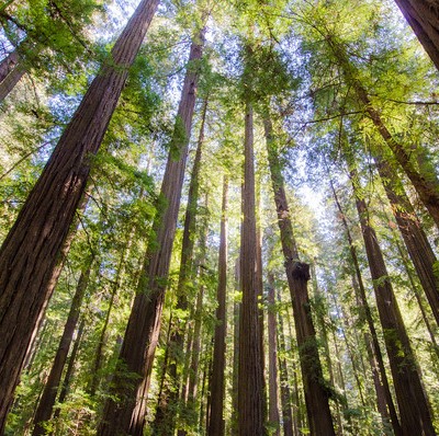 Travel Guide: Humboldt County, California