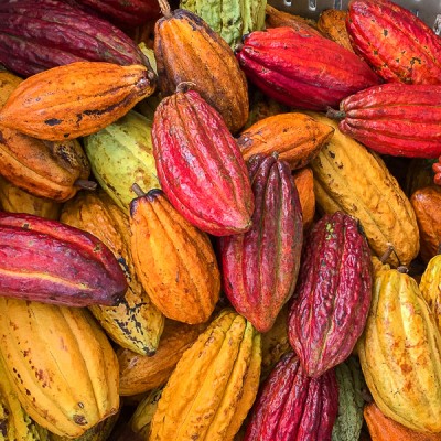 From Tree To Bar on the Big Island: Visiting a Chocolate Farm in Hawaii