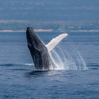 Whale Watching in Maui, Hawaii
