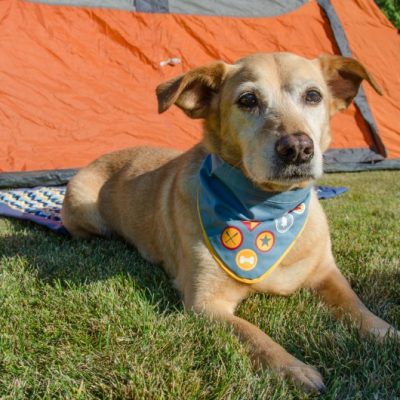 Tips for Road Trips & Camping With Dogs